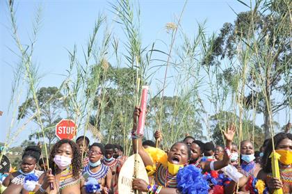PICS: First Reed Dance for the king! | Daily Sun