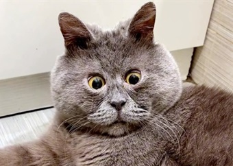 Russian feline's cross-eyed looks have cat-apulted him to internet fame