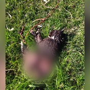WATCH | Who's killing Manenberg's cats? Authorities on hunt for 'serial cat killer'