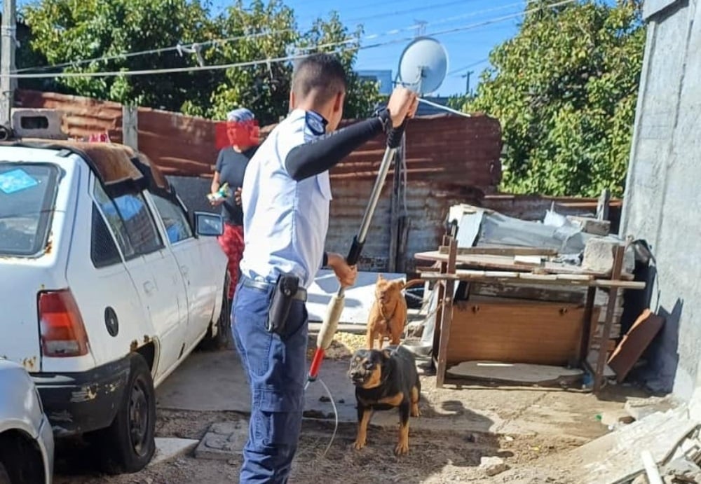 The Animal Welfare Society of South Africa inspected a Hanover Park backyard breeder and shut down the illegal operation. (Animal Welfare Society of SA/Facebook)