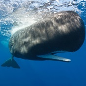 Sperm whales communicate with their own complex alphabet - study