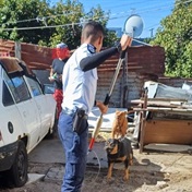 'Tortured daily': Animal Welfare Society shuts down illegal pit bull breeding operation in Cape Town