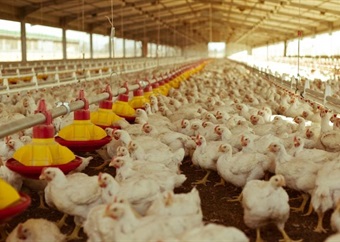 Goldi owner Astral Foods sees a 440% earnings leap as it puts bird flu behind it