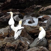 Endangered Cape gannets at risk after suspected fish oil spill