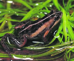 Endangered 'Cape Flats' micro frog finds a 'sign of healthy