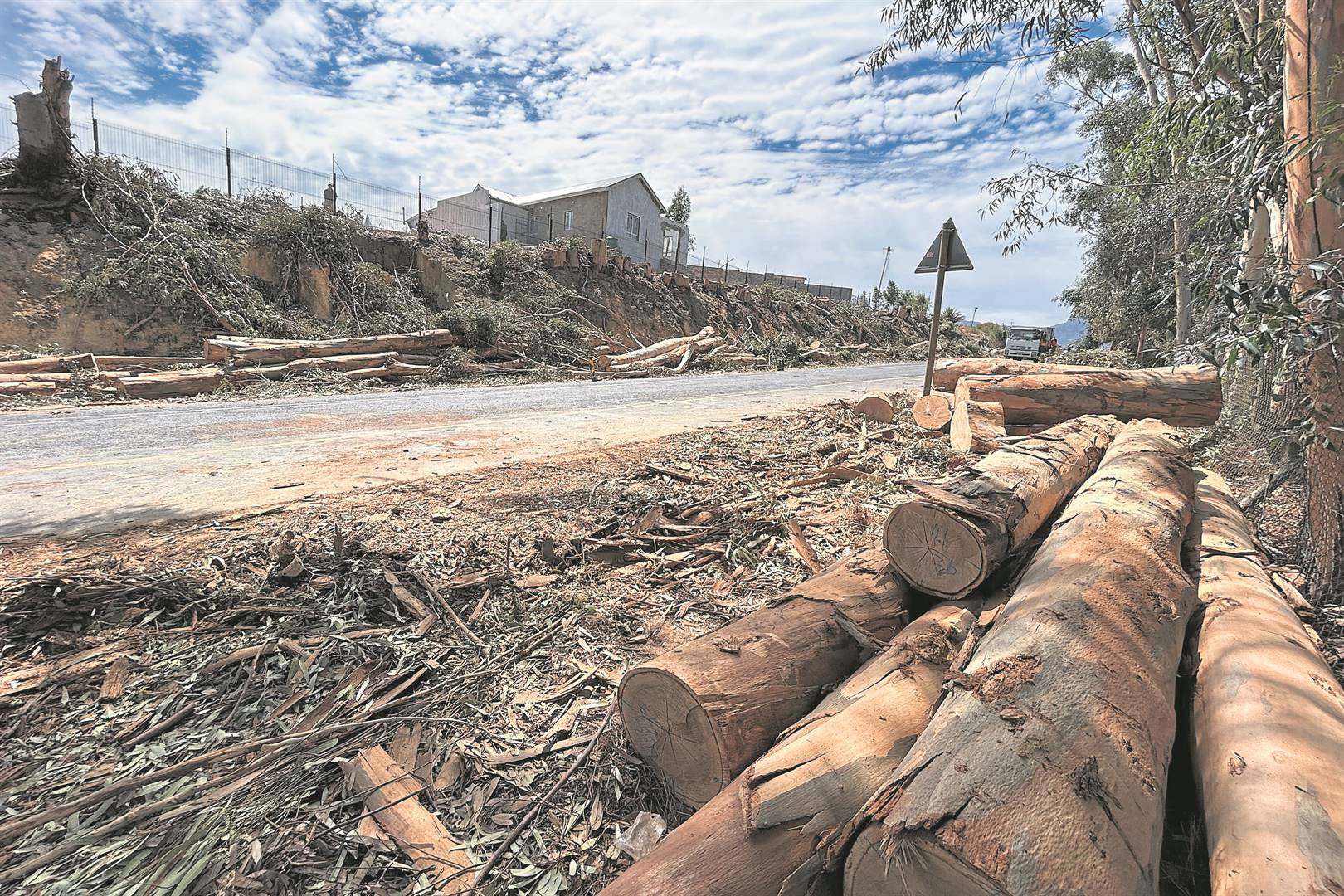Dozens of Eucalyptus trees was chopped down alongside the R301 adjacent to the Stadsig Estate housing development in Wellington.Photo: Rasaad Adams
