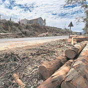 ‘The trees will grow back’, Drakenstein Municipality says