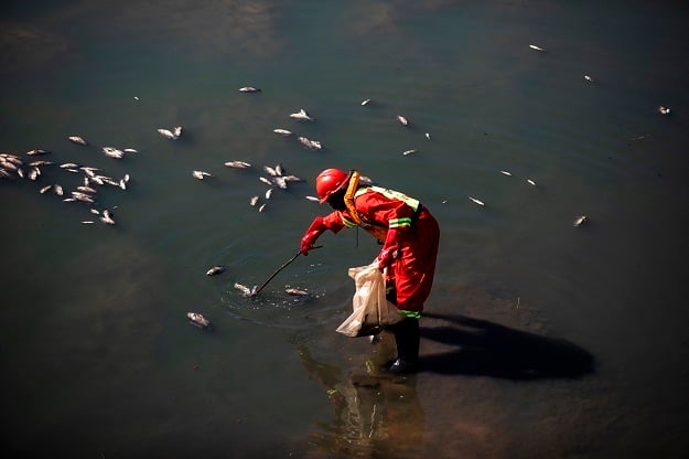 A member of a spill cleaning crew removes dead fish from the river in the uMhlanga Lagoon Nature Reserve.