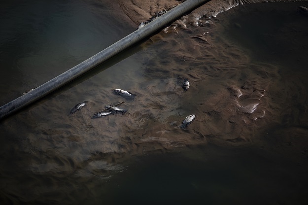 This image shows dead fish in the river in the uMh