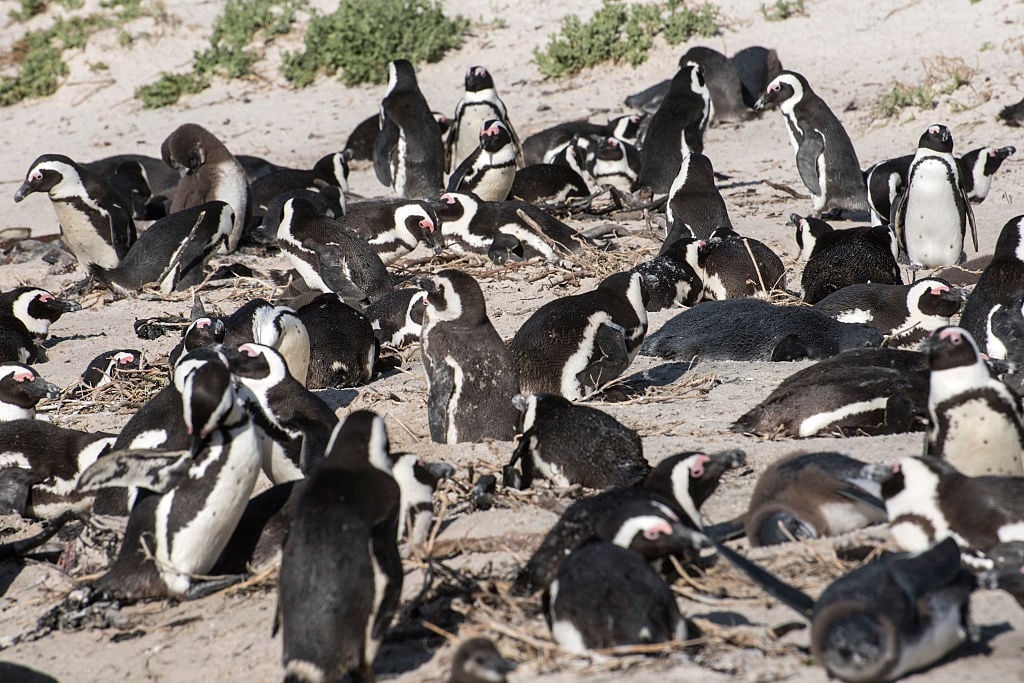 A colony of African penguins.