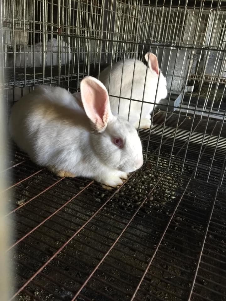 New zealand clearance rabbit cage size