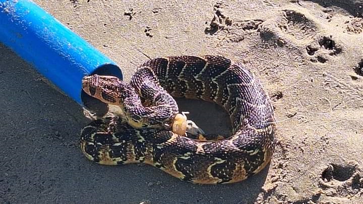 The puff adder unexpectedly reeled in from the river by an unsuspecting fisherman.  (Supplied)