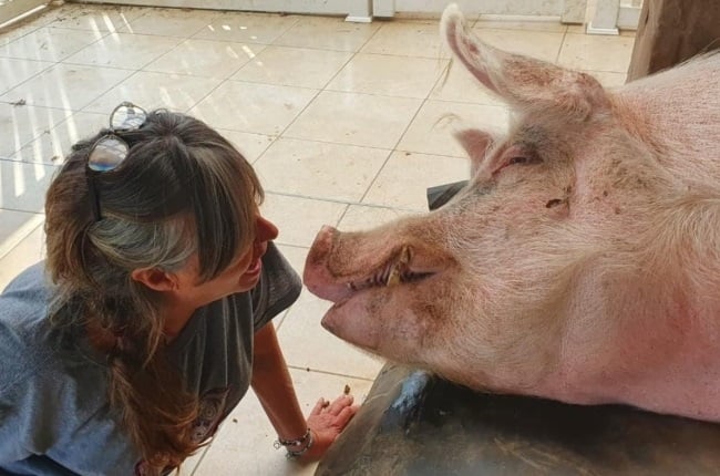 When Leslie Giles saw a picture of George Clooney holding a pig, she knew she wanted to have her own pigs. (PHOTO: Instagram / @pigsnpaws)
