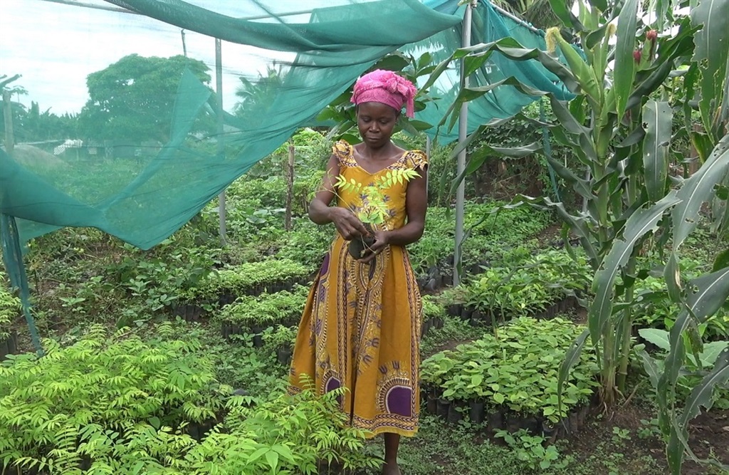 Faustina Amponsah in her farm, holding a seedling. (Michael Mfum/ bird story agency)