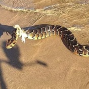 WATCH | Adder wise, you well? 'Gobsmacked' southern Cape man reels in 'angry' snake while fishing