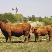 SA se vrugbaarste koeie: Vierde Elitekoei uit een stoetery