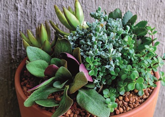 Tips for growing your succulents in pots