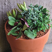 Tips for growing your succulents in pots