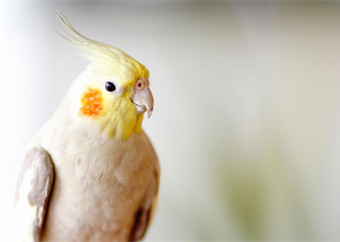 Meet the best birds for pet lovers
