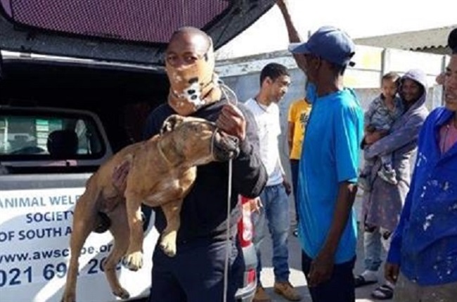 Cape Town's 'cat serial killer': 2 dogs confiscated after CCTV footage  leads authorities to suspect | News24