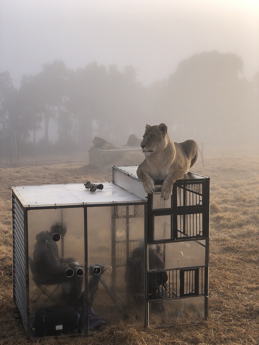 Lion cage South Africa