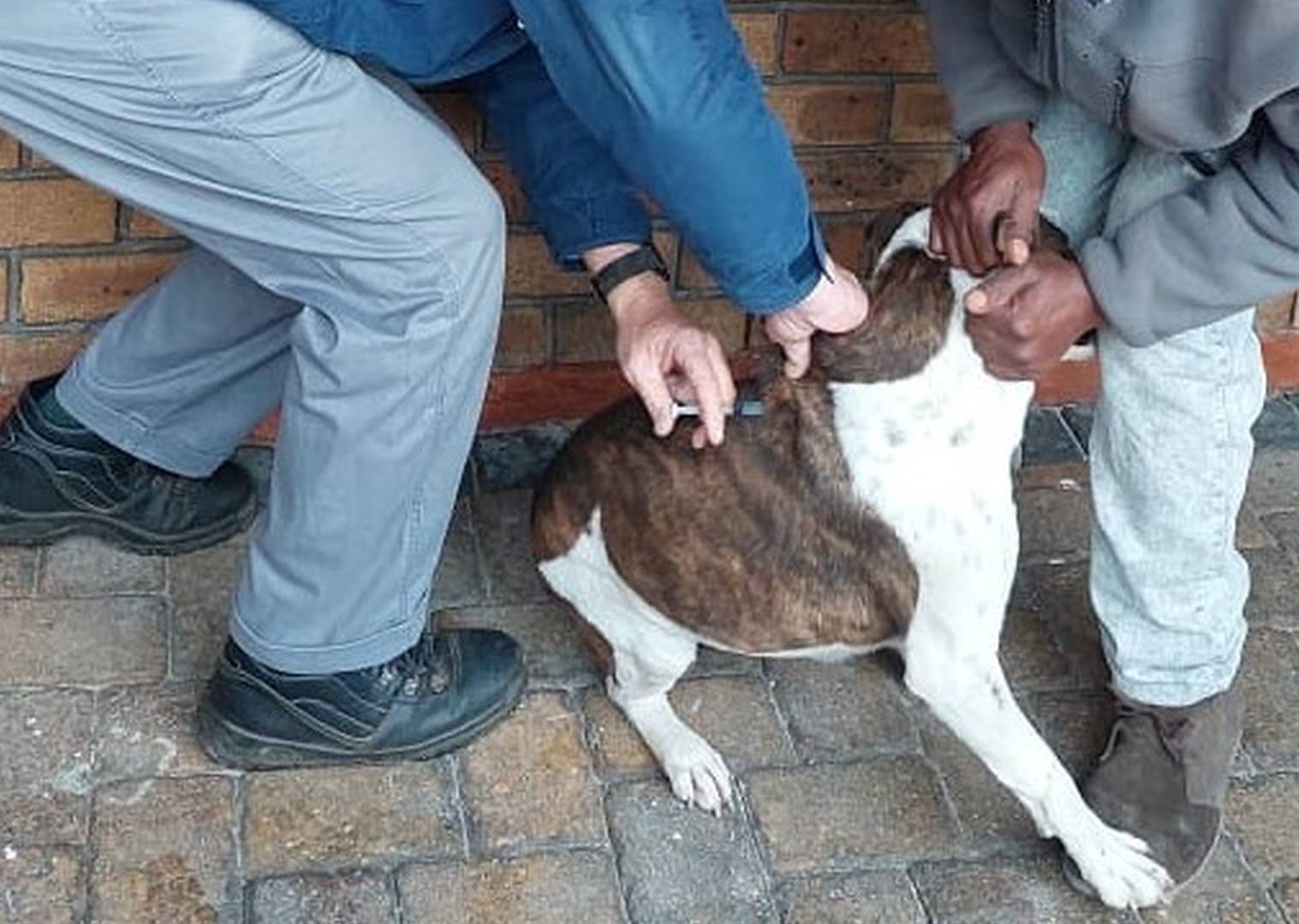’n Hond word in die Khayelitsha-gebied in Kaapstad teen hondsdolheid ingeënt. 
