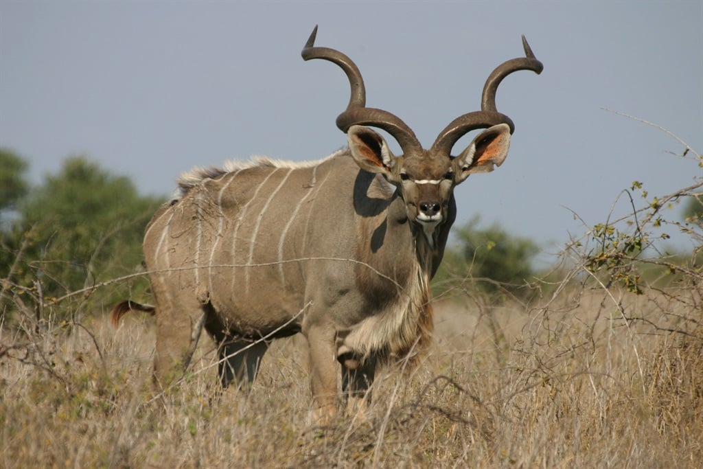 Adult male kudu (Namibelephant/Getty Images)