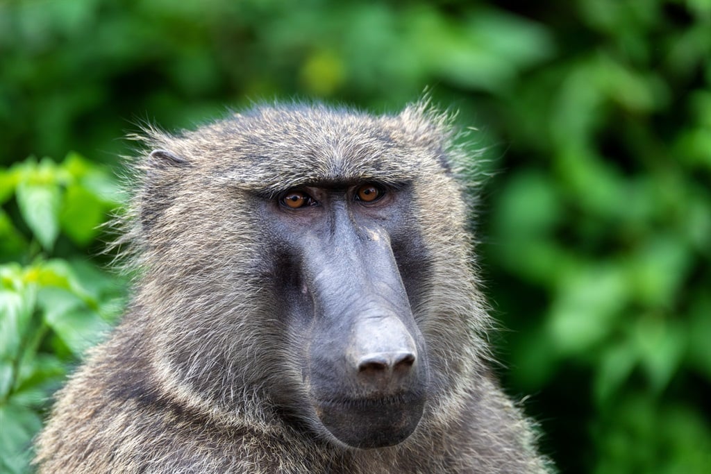 A Cape Chacma baboon.
