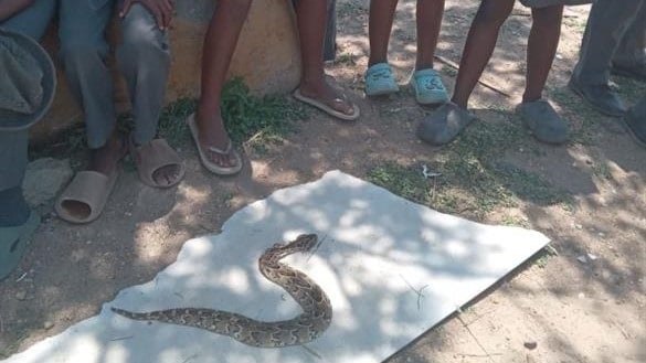 A snake killed by pupils a week ago.  