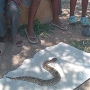 Pupils’ never-ending fight with snakes!  