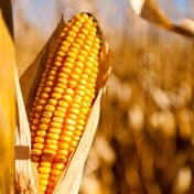 SA maize harvest shrinks as heat hits hard