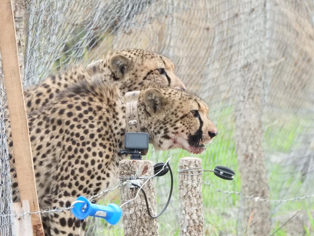 South African cheetah