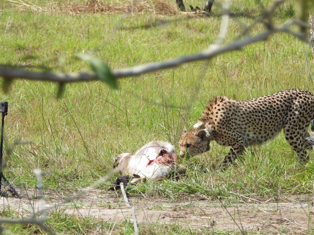 South African cheetah