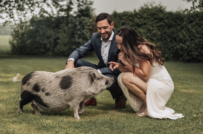 Unable to invite guests to their wedding due to the Covid-19 travel restrictions Hannah and Glenn Devine decided to include a very special bridesmaid – Babe, their pet pig. (Photo: ASIA WIRE/MAGAZINEFEATURES.CO.ZA)