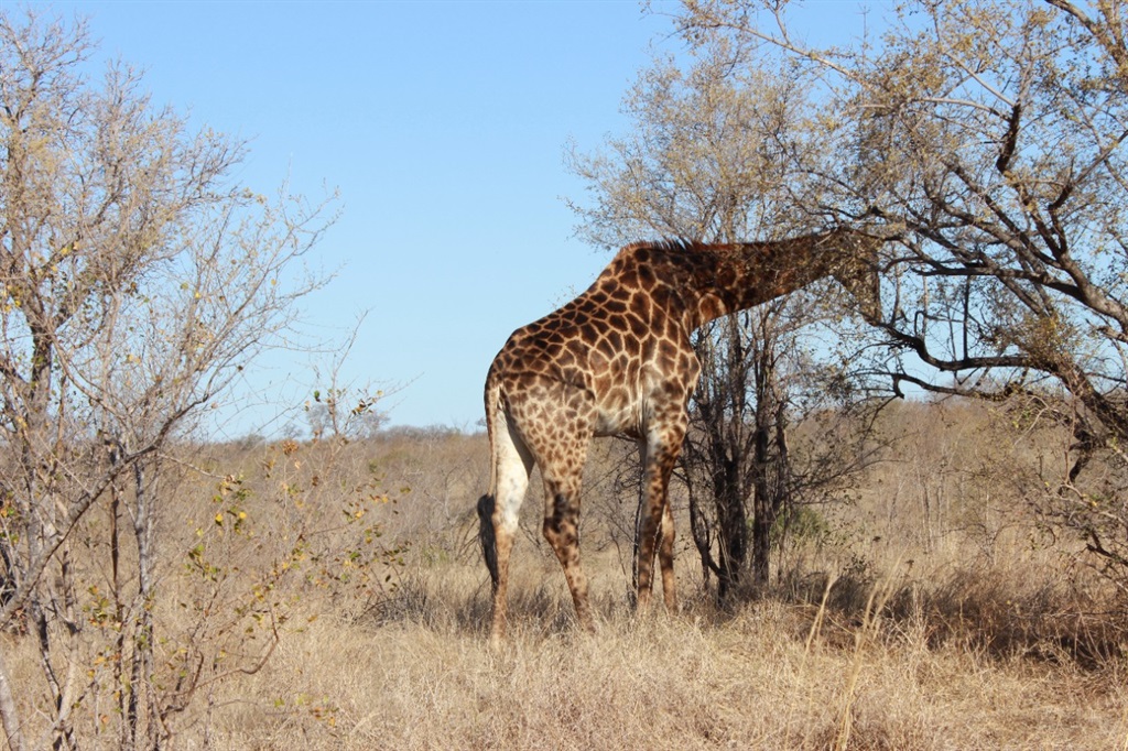 Kruger National Park (Business Insider/ Timothy Martin) 