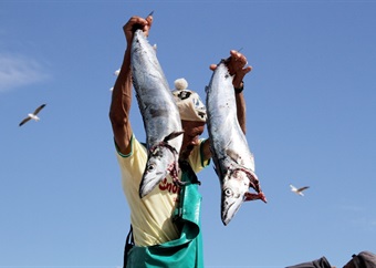 Shortage of snoek leaves many Western Cape households in a pickle this Easter weekend