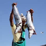 Shortage of snoek leaves many Western Cape households in a pickle this Easter weekend