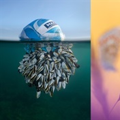 Barnacle-laden football snags top prize at Wildlife Photography Awards