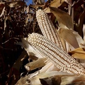 As El Niño bites, SA may be forced to import white maize for first time in years