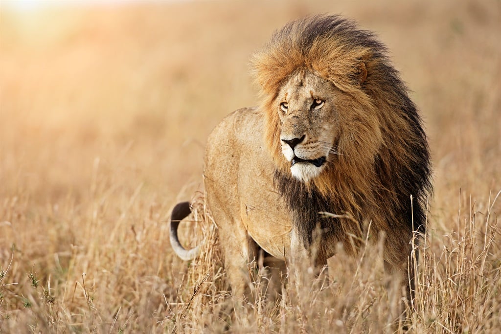 News24 Business | Cabinet approves ban on lion, rhino breeding