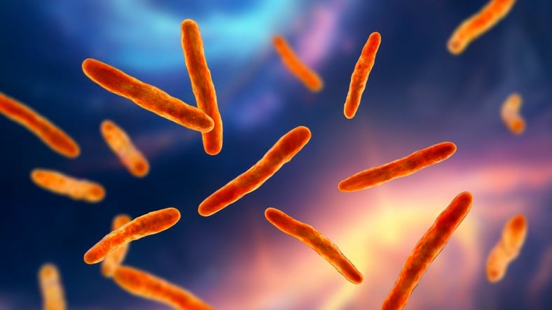 Mycobacterium bovis bacteria. M. bovis is a variant of M. tuberculosis, which causes tuberculosis in cattle and humans. A strain of this bacterium, known as BCG (bacillus of Calmette-Guerin), is used as a live, attenuated vaccine in humans. (Kateryna Kon/Science Photo Library/Getty Images.)