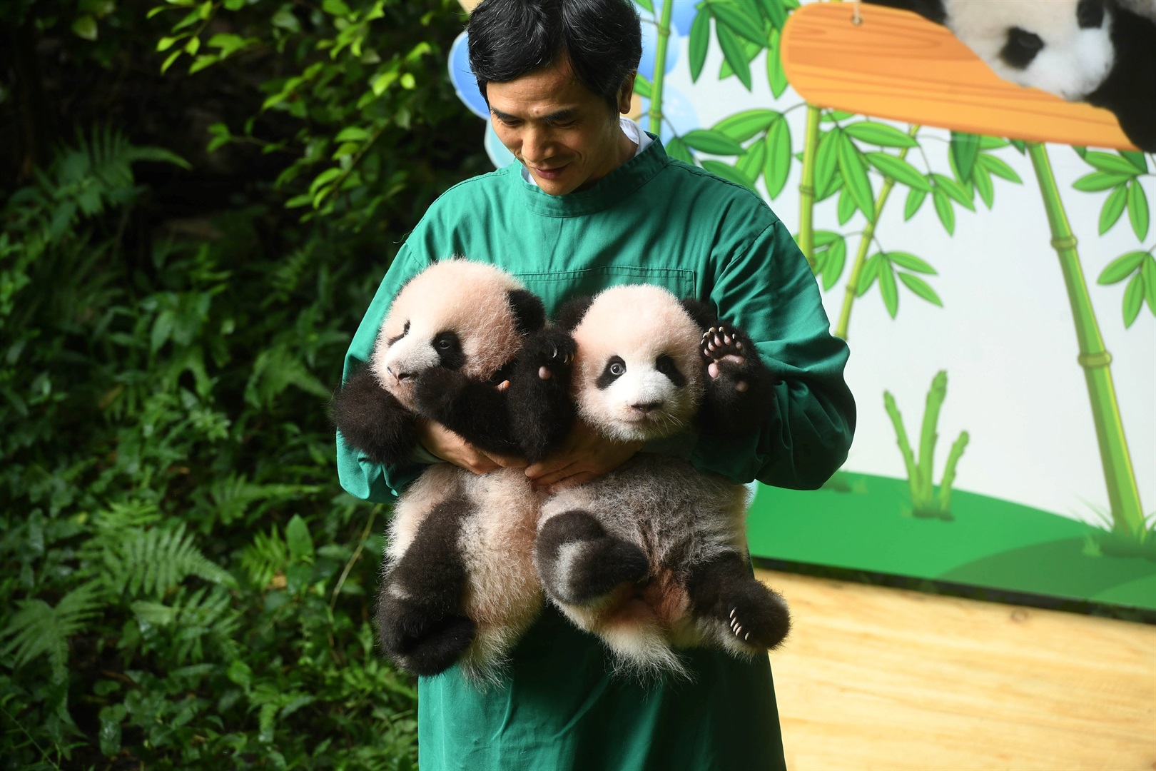 It's baby giant panda picture time, y'all | Business Insider