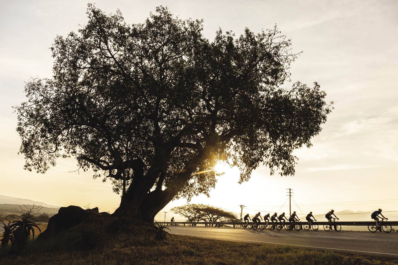’n Groep fietsryers snel verby die 200 jaar oue wonderboomvy 10 km buite Mbombela langs die N4. 