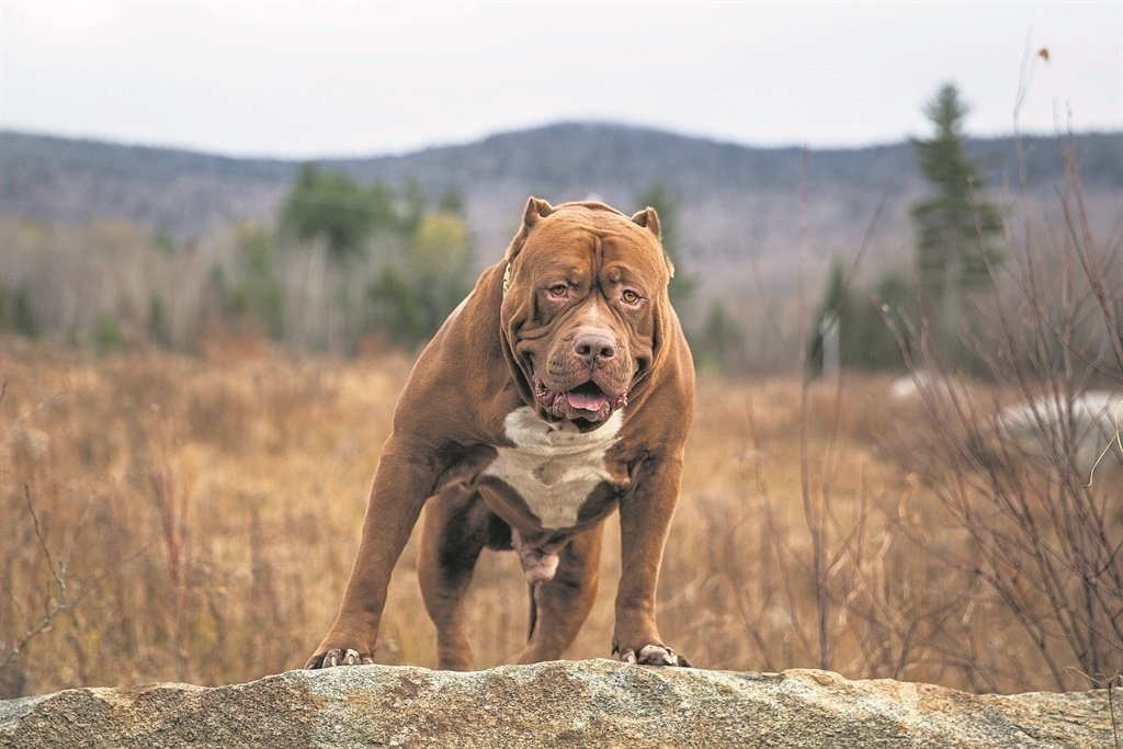 A file image of a pitbull.
Getty Images