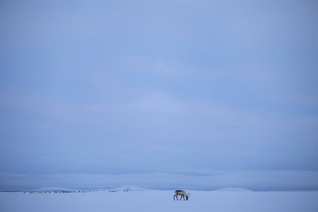 A reindeer grazes in the winter landscape during s