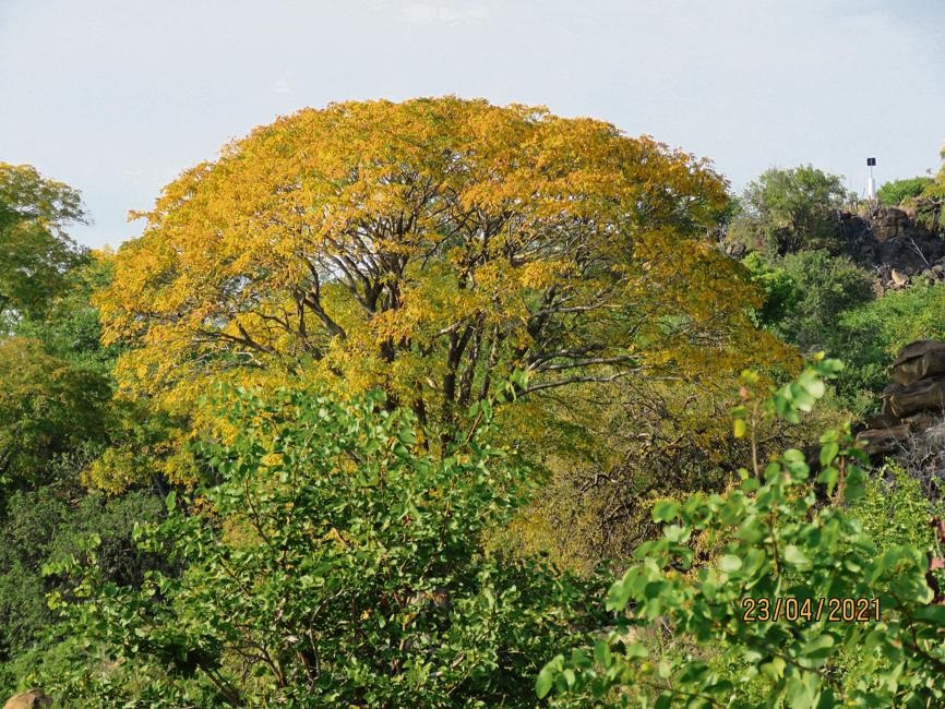 Nico Laubscher se foto van ’n witseringboom in die Krugerwildtuin.
 