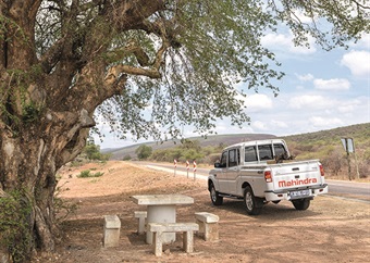 Pit stop: Roadside nyala tree, near Waterpoort