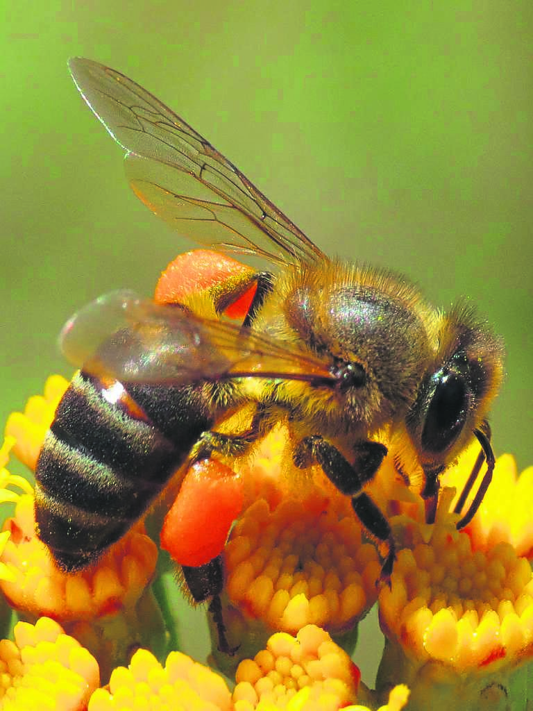 A conference was recently held by Hortgro to raise awareness of the plight of the unique Cape honeybee and to discuss the challenges the beekeeping industry faces.