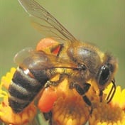 Challenges for the Cape honeybee