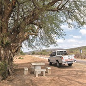 Pit stop: Roadside nyala tree, near Waterpoort